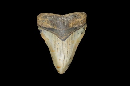 3 7/8" Megalodon Shark Tooth Fossil, Found off the Coast of Florida, 23-3.6 Million Years old