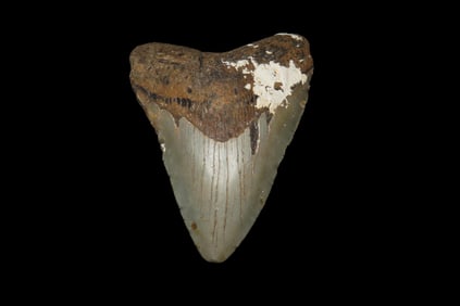 4 5/8" Megalodon Shark Tooth Fossil, Found off the Coast of Florida, 23-3.6 Million Years Old