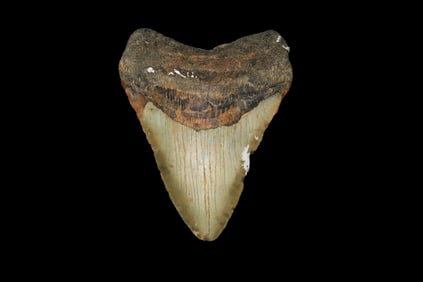 4 5/8" Megalodon Shark Tooth Fossil, Found off the Coast of Florida, 23-3.6 Million Years Old