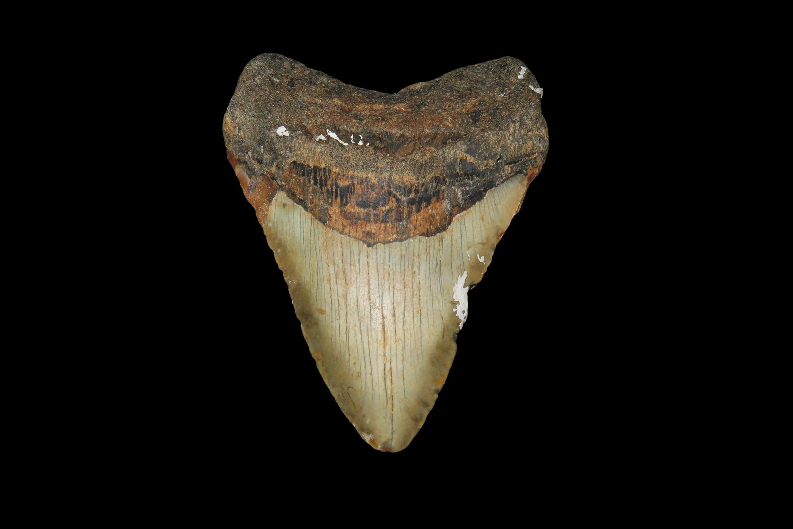 4 5/8" Megalodon Shark Tooth Fossil, Found off the Coast of Florida, 23-3.6 Million Years Old (1 of 6)