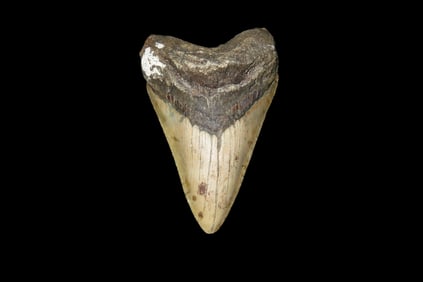 4 9/16" Megalodon Shark Tooth Fossil, Found off the Coast of Florida, 23-3.6 Million Years old