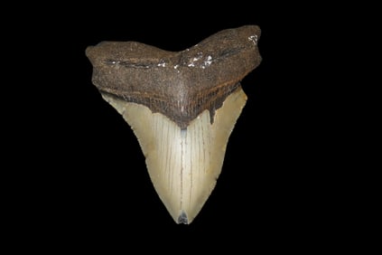 4 7/16" Megalodon Shark Tooth Fossil, Found off the Coast of Florida, 23-3.6 Million years Old