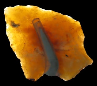 1 5/8" Abbey Pt, found in either Florida or Georgia between 1968-2023 by Jeff Thompson