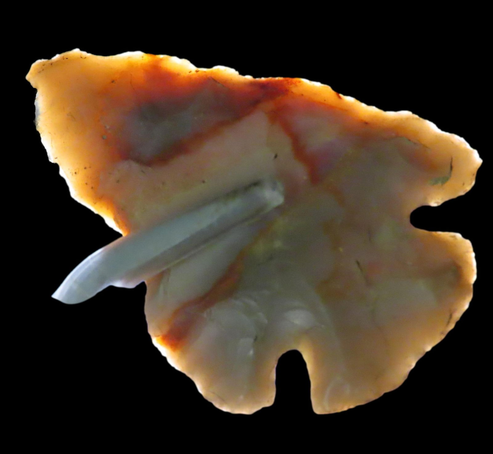 2 1/16" Dovetail, found in Marion Co., Florida between 1968-2023 by Jeff Thompson (1 of 7)