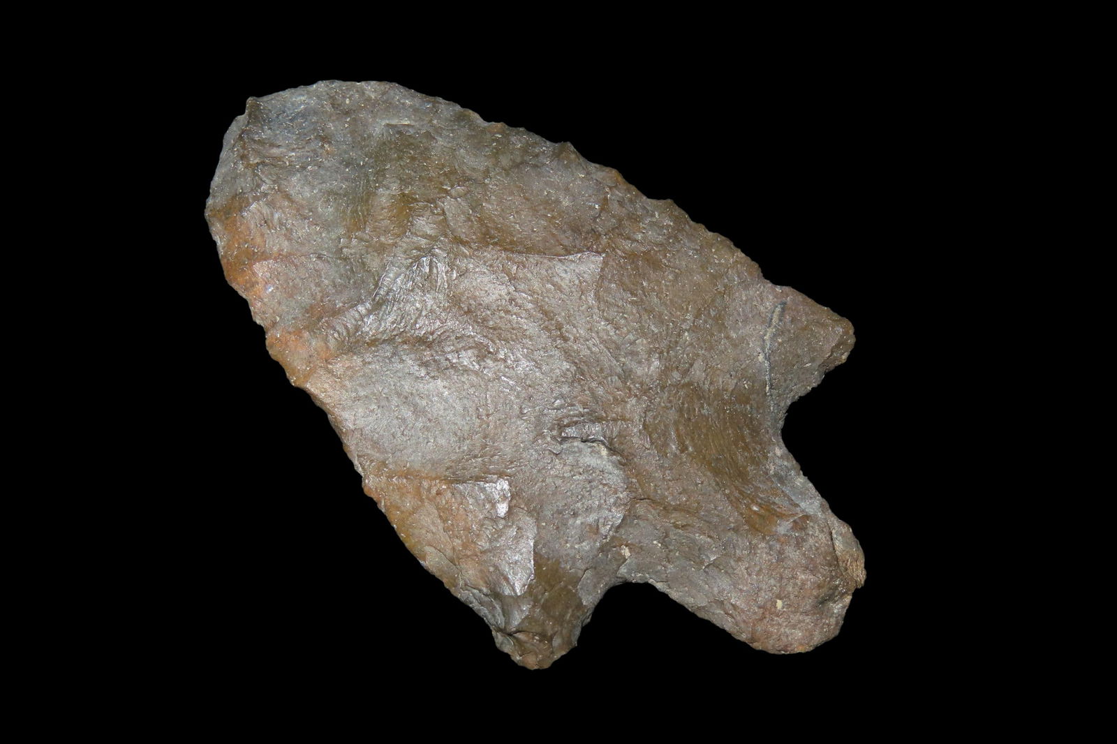 2 3/4" Marion Pt, found in either Florida or Georgia between 1968-2023 by Jeff Thompson (1 of 6)