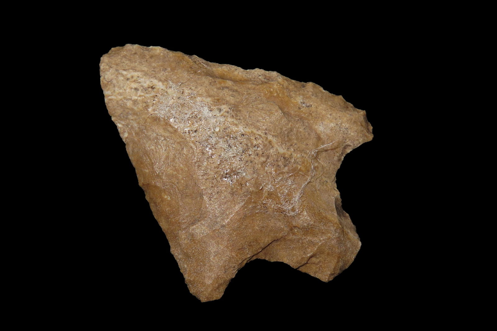 1 7/8" Levy Pt, found in Marion Co., Florida between 1968-2023 by Jeff Thompson (1 of 6)