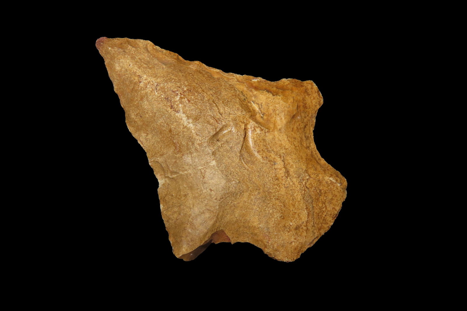 3 1/2" Abbey Pt, found in Marion Co., Florida between 1968-2023 by Jeff Thompson (1 of 6)