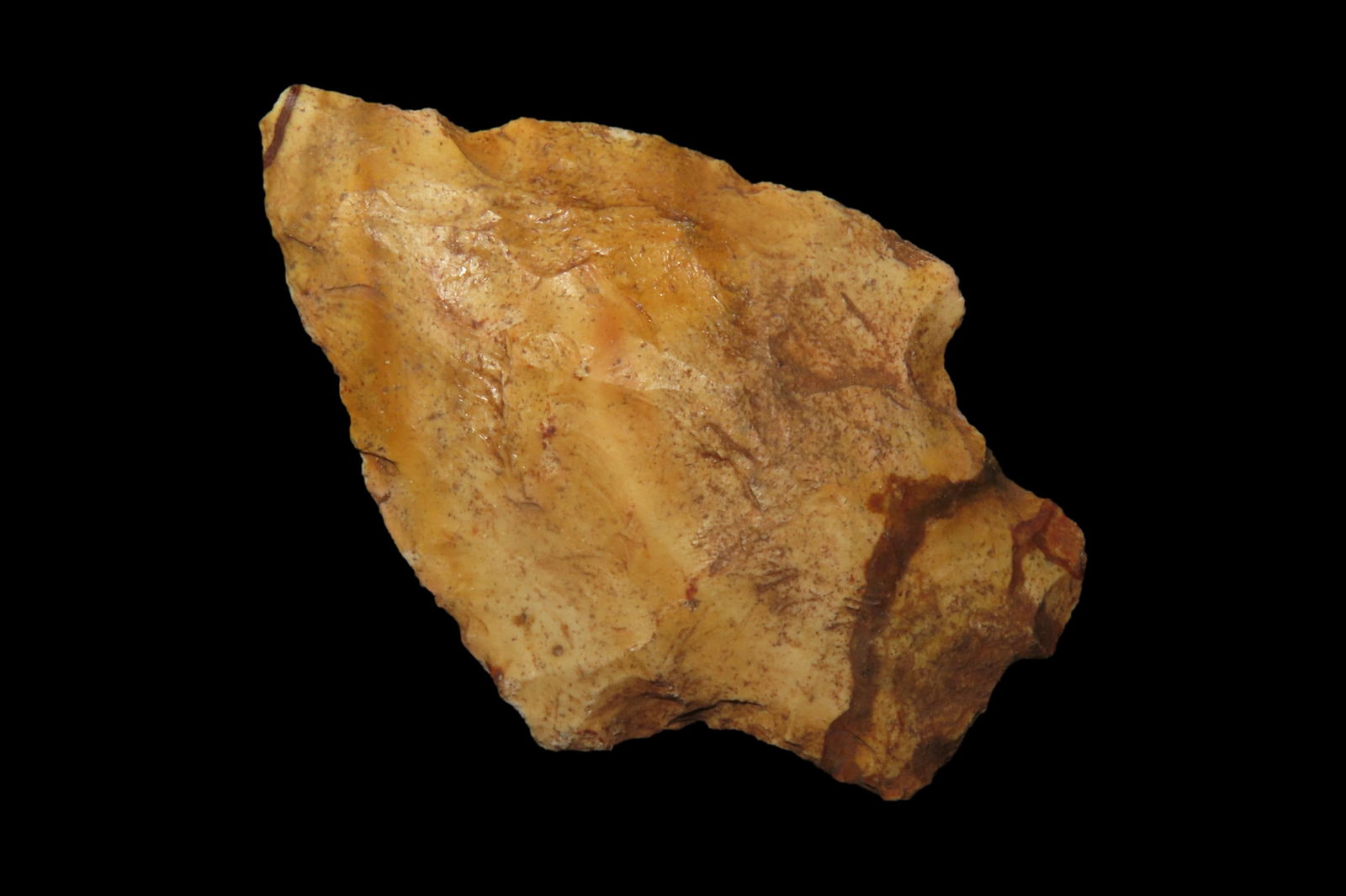 2" Elora Pt. found in Nassau Co., Florida between 1968-2023 by Jeff Thompson (1 of 6)