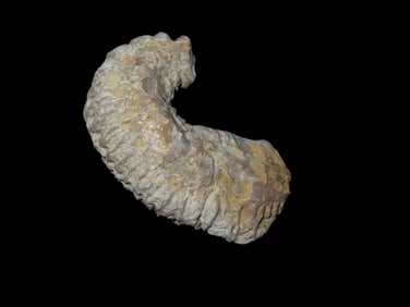 Zig Zag Oyster Fossil 70 Million Years Old