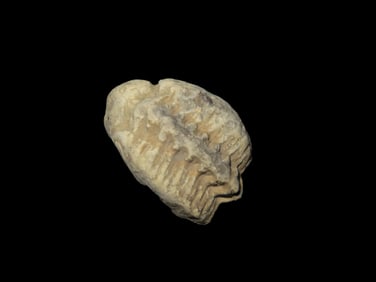 1 1/16" USA Trilobite Fossil Found In Mercer Co. IL