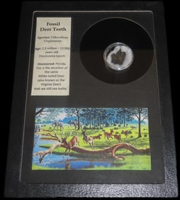 Fossil Deer Teeth  Odocoileus Virginianus 2.5 million-12,000 years old Pleistocene Epoch -Florida