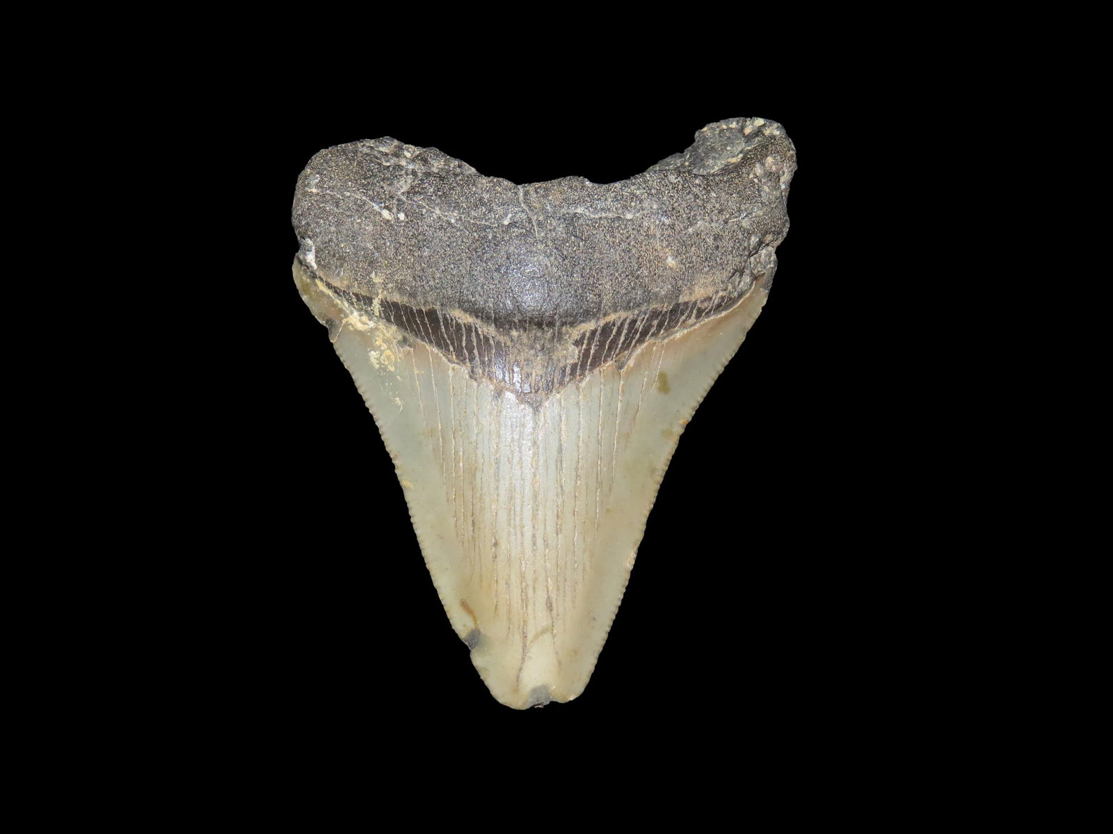 2. 3/4" Megalodon Fossilized Sharks Tooth South Carolina (1 of 6)