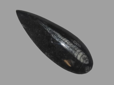 400 Million Years Old Polished Orthoceras Fossil Devonian Period Atlas Mountains Of Morocco