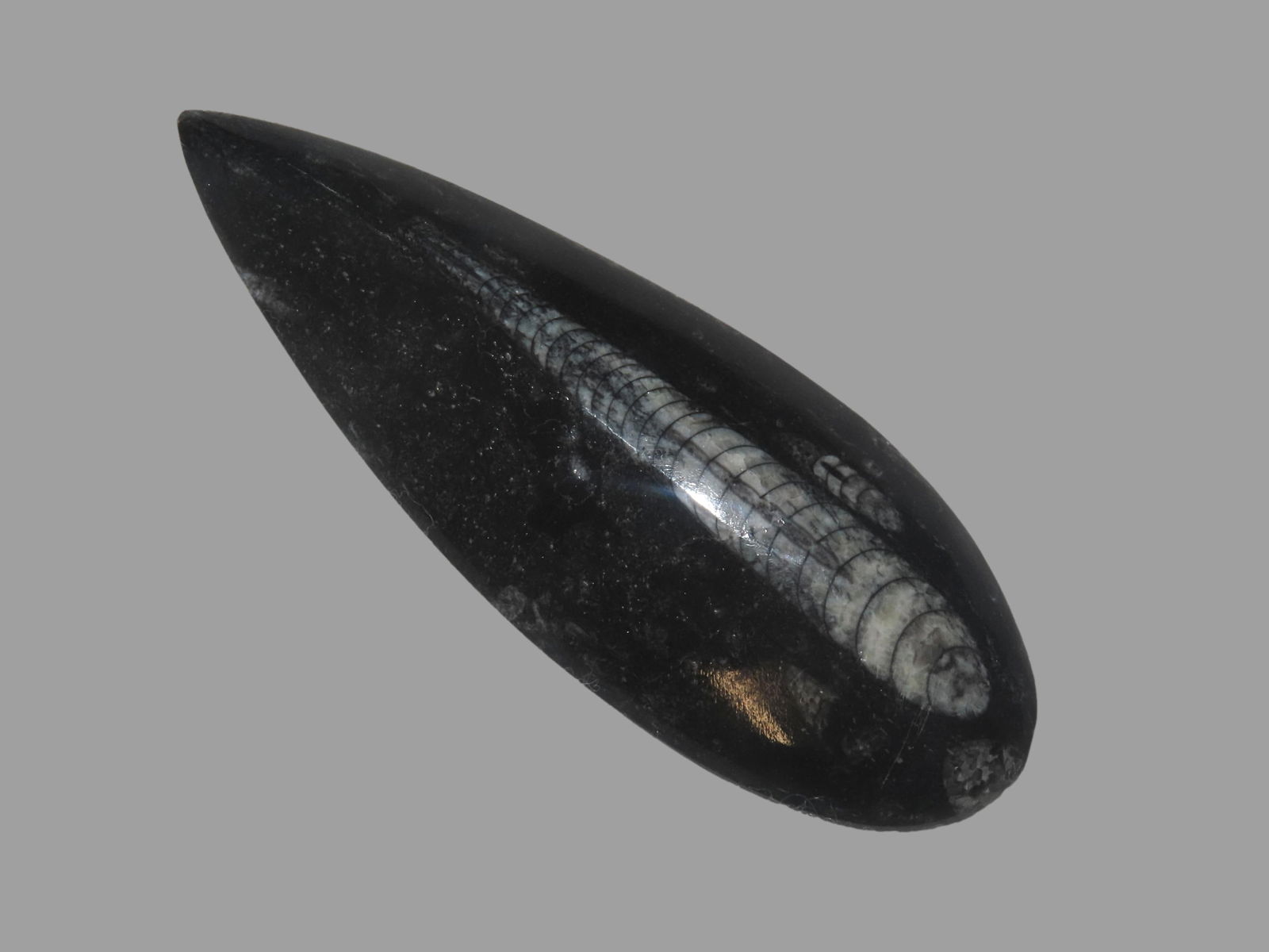 400 Million Years Old Polished Orthoceras Fossil Devonian Period Atlas Mountains Of Morocco (1 of 6)