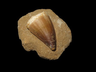 Fossil Mosasaurus Tooth Dinosaur Tooth In Matrix