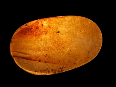 Dinosaur Age Amber With Insect 100-90 Million Years Old Cretaceous Era Hukawng Valley Myanmar Burmal