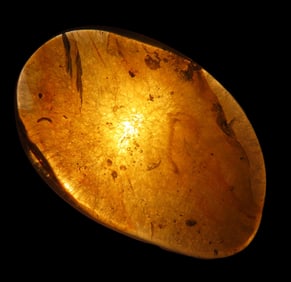 Dinosaur Age Amber With Insect Age 100-90 Million Years Old Cretaceous Era Hukawng Valley Myanmar