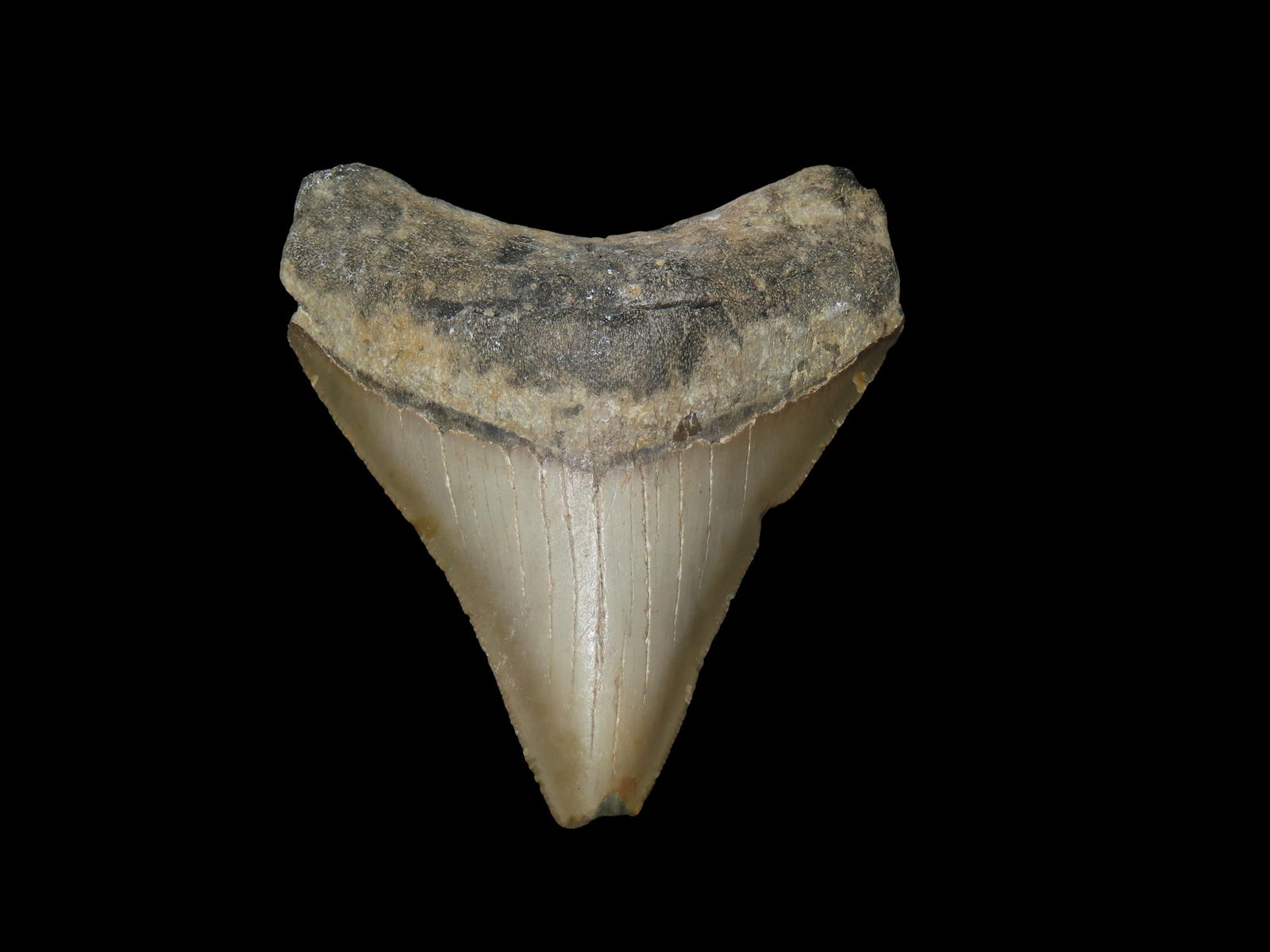3 1/4" Megalodon Fossilized Sharks Tooth South Carolina (1 of 6)