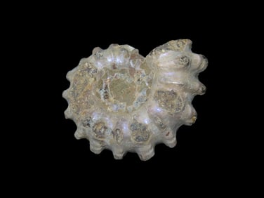 Tractor Ammonite Fossil Douvilleiceras Mid-Late Cretaceous