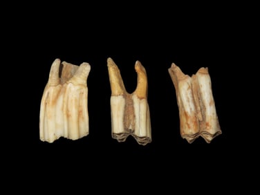 Set Of Fossil Teeth Found In Rivers/ Streams Of North East Missouri