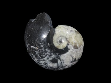 Fossil Ammonite 408 to 65 Million Years Old Paleozoic to Mesozoic Era