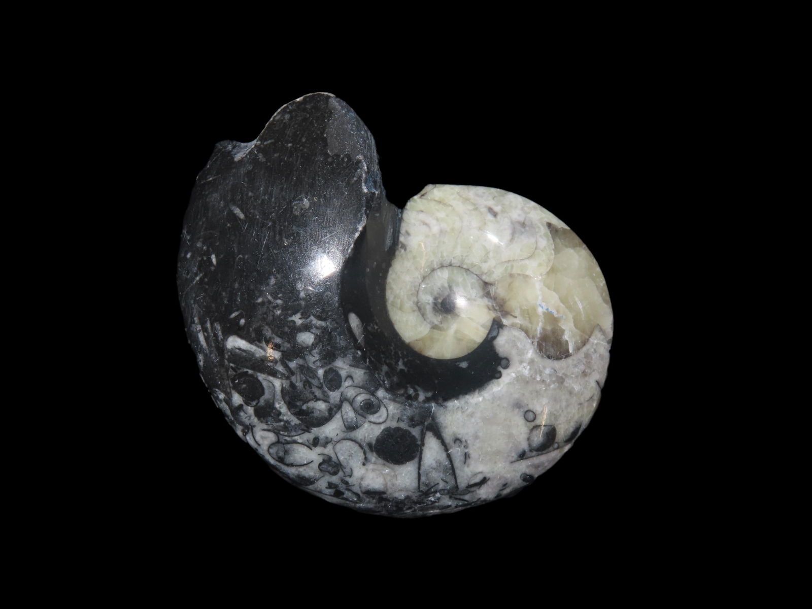 Fossil Ammonite 408 to 65 Million Years Old Paleozoic to Mesozoic Era (1 of 6)