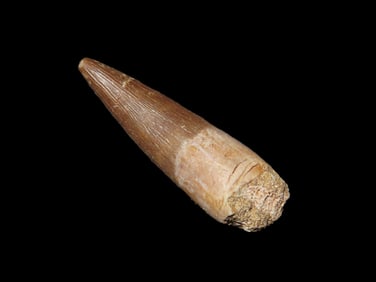 Plesiosaur Tooth Fossil Dinosaur 100 Million Years Old Cretaceous Period