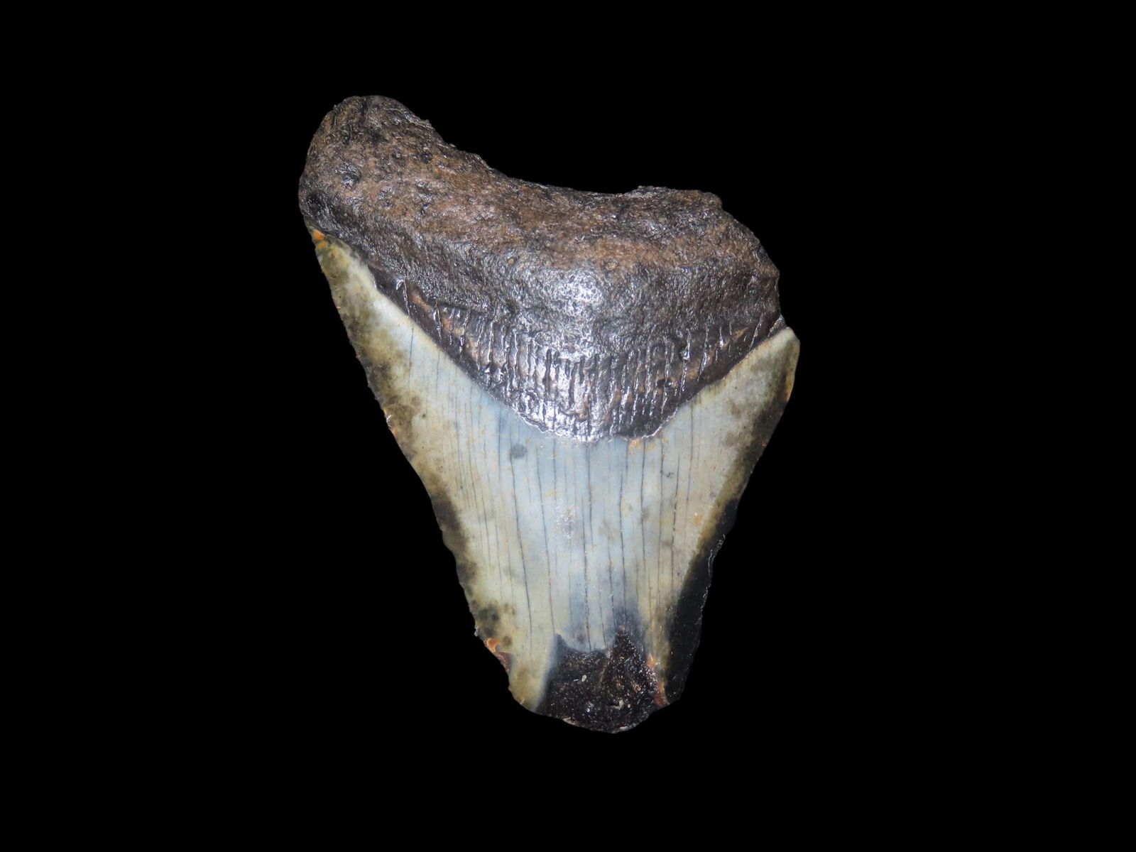 3" Megalodon Fossilized Sharks Tooth South Carolina (1 of 6)