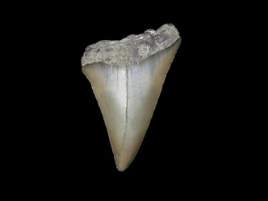 2 1/16" Mako Shark Tooth Fossil Millions Years Ago Found In Florida