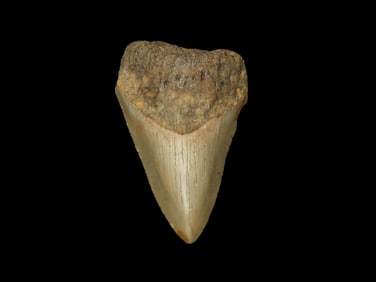 3 1/8" Megalodon Fossilized Sharks Tooth South Carolina