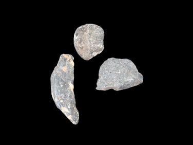 Collection Of Fossil Whale Bone Found Off The  Coast Of Florida Million Of Years Old