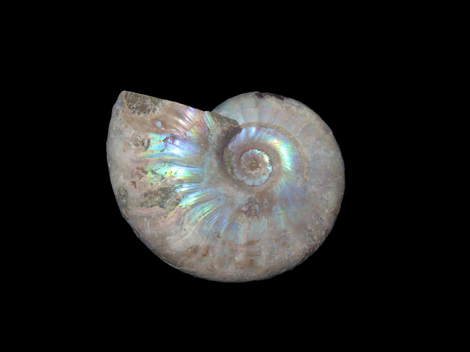 Outstanding Iridescent Ammonite Fossil 110 Million Years Old Cleoniceras Ammonite (1 of 6)