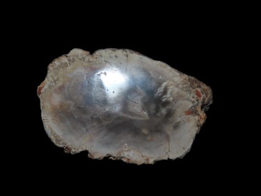 Petrified Wood Slab Polished Fossil Tree