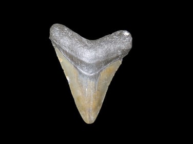 Megalodon Shark Tooth Fossil Found In Florida 2 1/2" Long