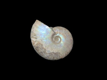 Outstanding Iridescent Ammonite Fossil 110 Million Years Old Cleoniceras Ammonite