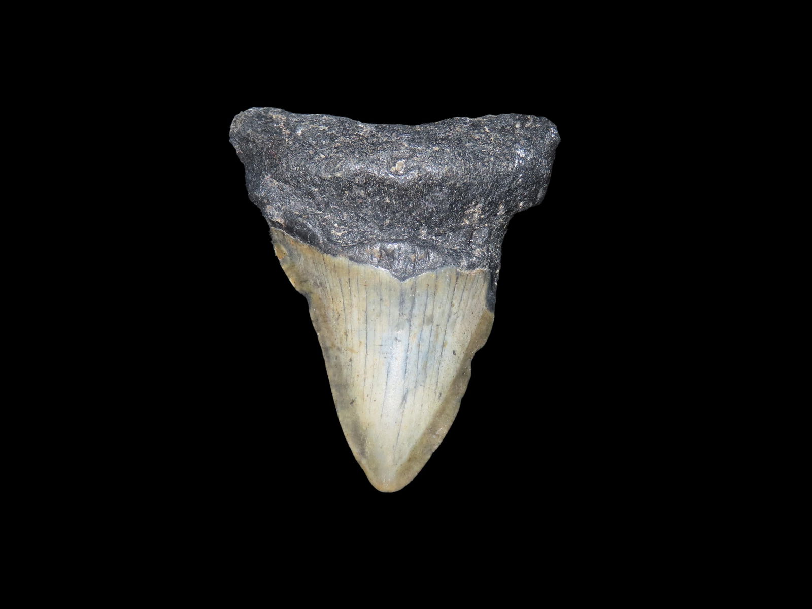 Megalodon Shark Tooth Fossil Found In Florida 2 1/2" Long: Megalodon Shark Tooth Fossil Found In Florida 2 1/2" Long