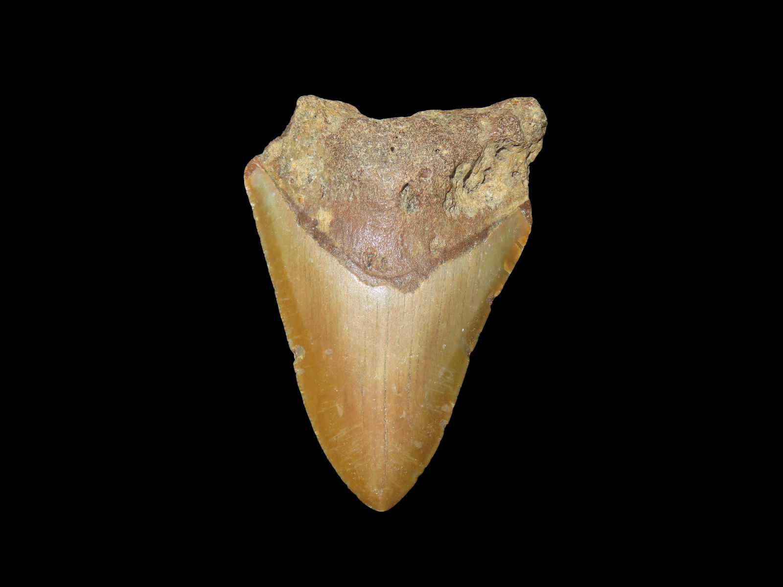3 1/2" Megalodon Fossilized Sharks Tooth South Carolina (1 of 6)