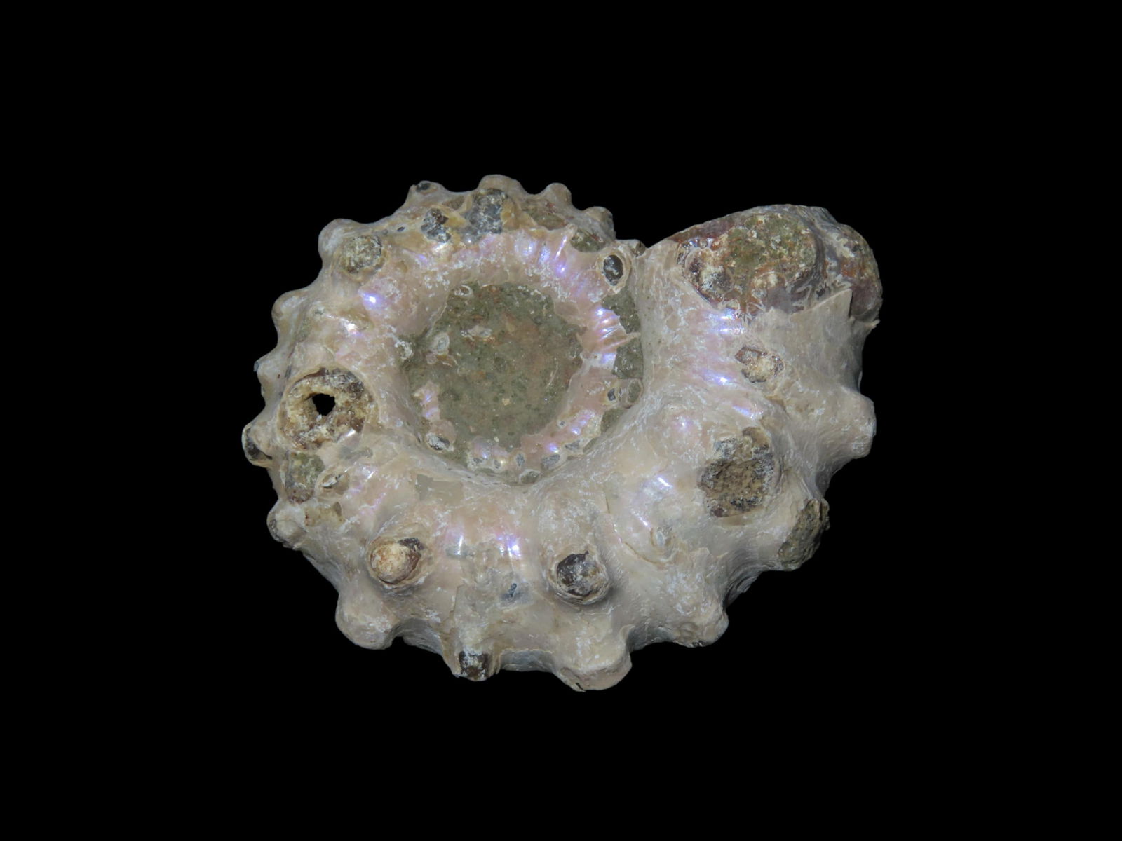 Tractor Ammonite Douvilleiceras Fossil (1 of 6)