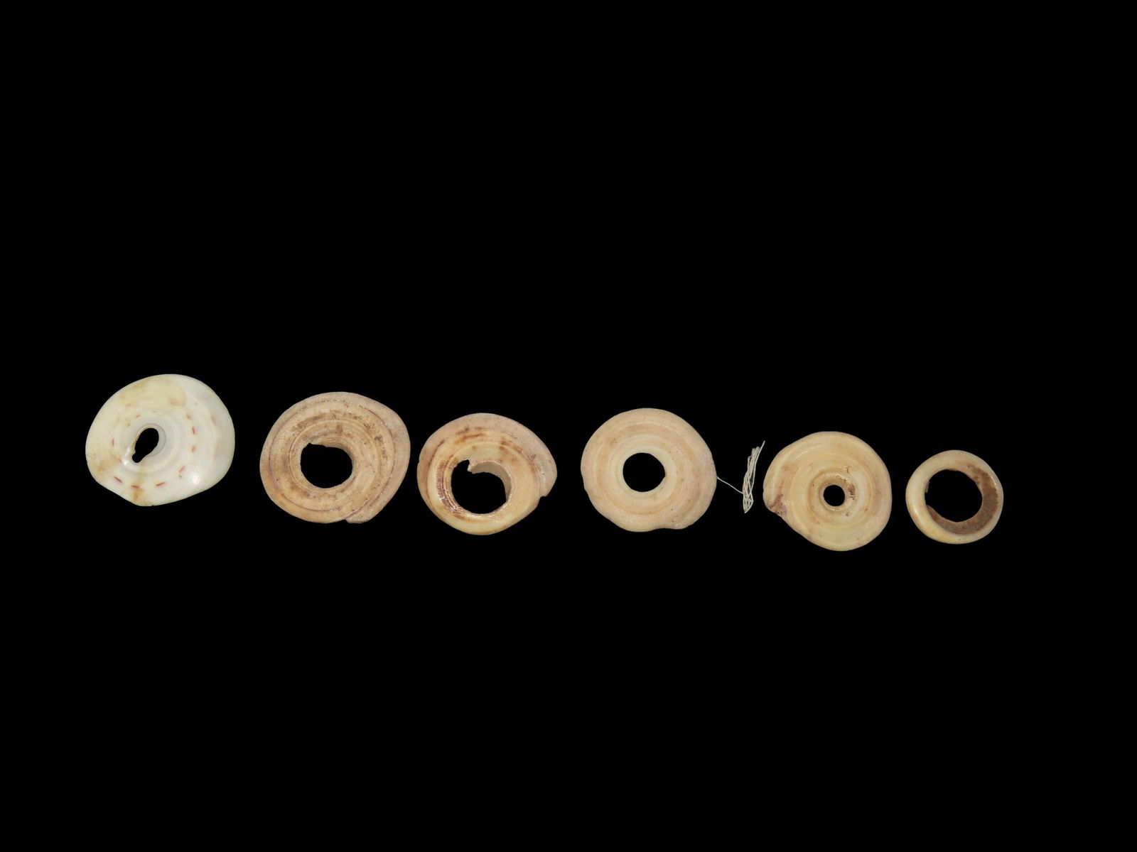 Set Of 6 Yua Wenga/Conus Currency Shell Rings From Papua New Guinea 1700-1800's (1 of 3)