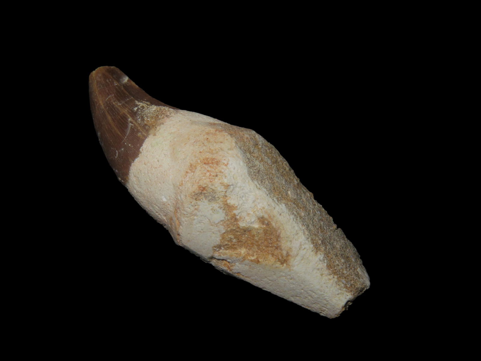 Mosasaurus Tooth Fossil Dinosaur 66 Million Years Old From Morocco: Mosasaurus Tooth Fossil Dinosaur 66 Million Years Old From Morocco