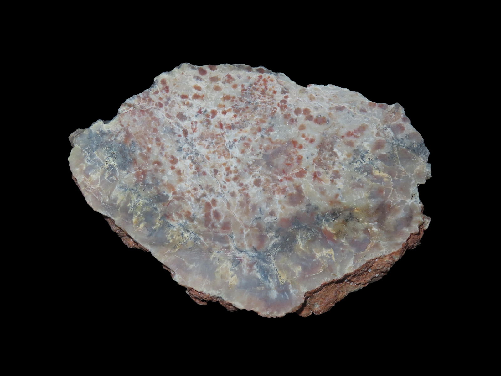 Jurassic Dinosaur Poop Fossil Coprolite , Age 156-146 million Years Old Discovered in Utah (1 of 7)