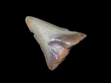1 3/4" Mako Shark Fossil Found In Florida Miocene To Pliocene Epochs 20 To 3 Million Years Ago