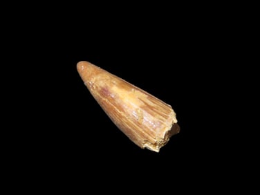 Fossil Spinosaurus Tooth Dinosaur Upper Cretaceous Period Prehistoric Found In Egypt 112 MYO-72 MYO