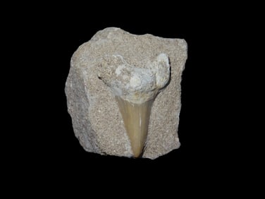 Fossil Shark Tooth In Matrix
