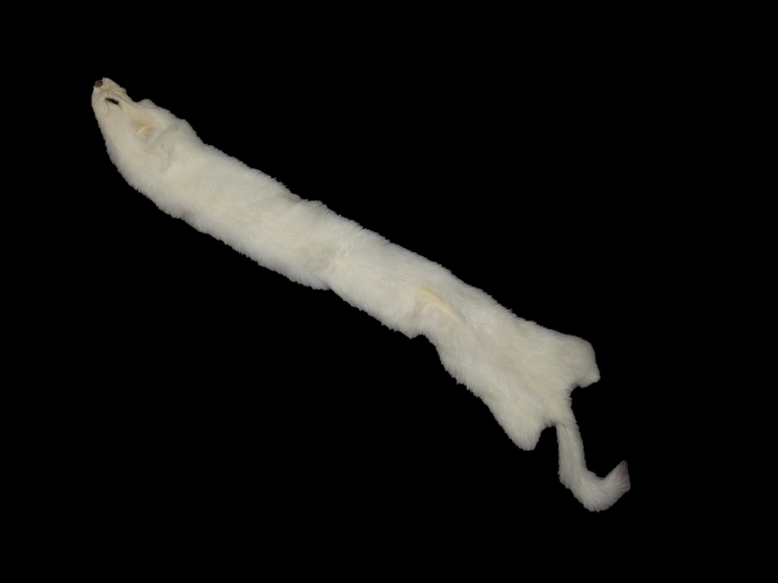 White Ermine Professionally Soft Tanned #1 Hide Weasel Pelt (1 of 5)