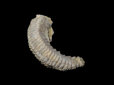 Zig Zag Oyster Fossil 70 Million YO