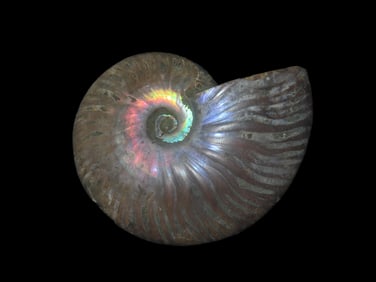 Ammonite Fossil Found In Madagascar 240-66 Million Years Old Devonian Period To The Cretaceous