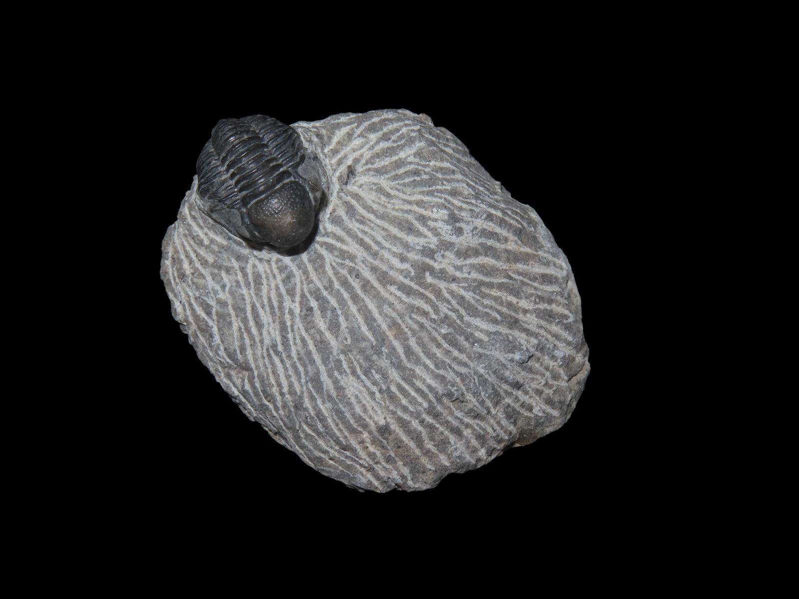 Proteus Trilobite Proetida Trilobite Devonian 350-400 MYO (1 of 6)