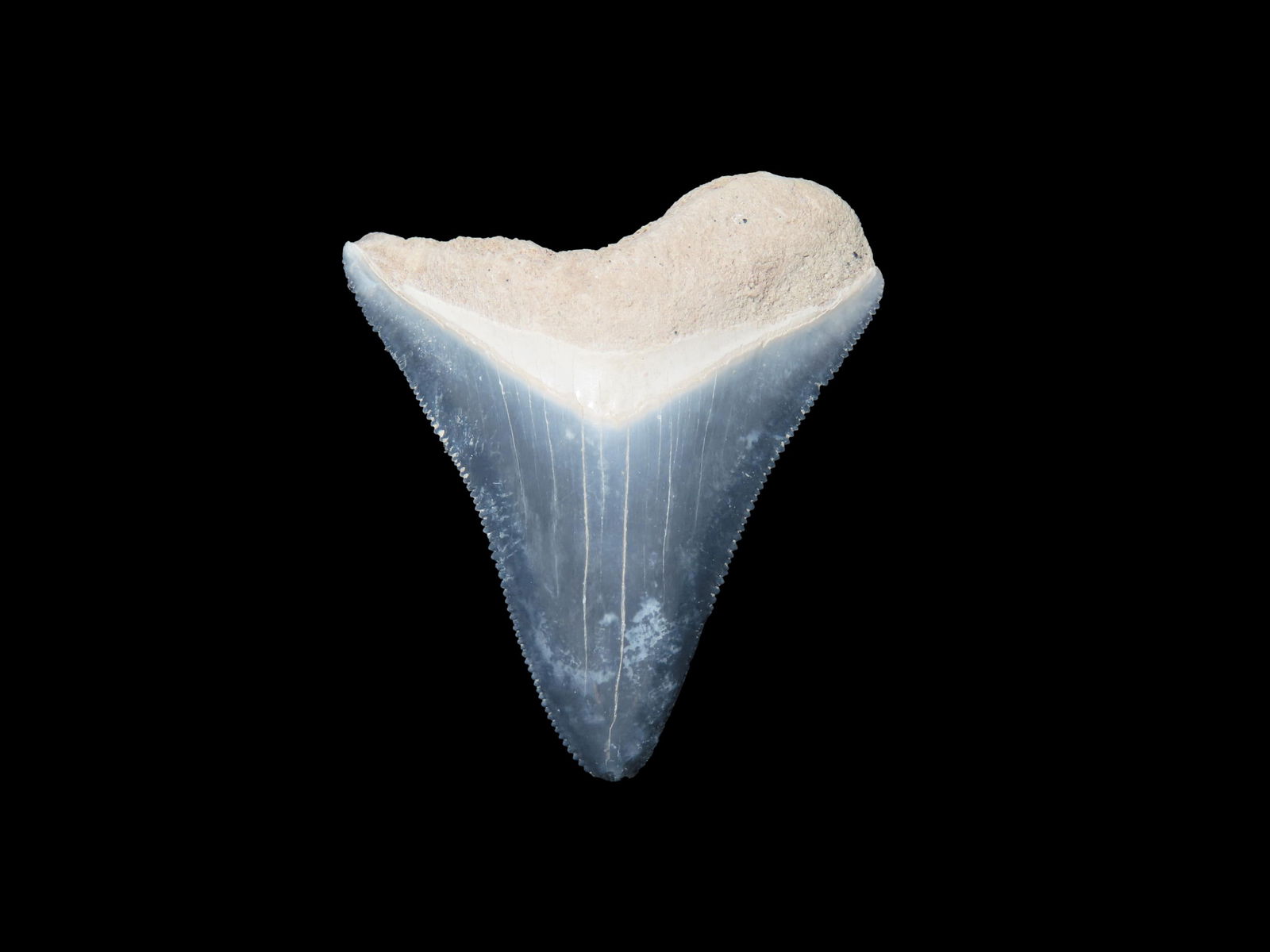 Rare Bone Valley Florida Shark Tooth Fossil: Rare Bone Valley Florida Shark Tooth Fossil