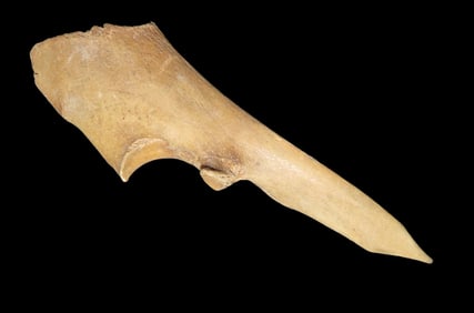 Amazing Authentic Trigger Bone Awl Found In Cave/Shelter In Christian Co. KY